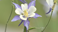 Aquilegia coerulea