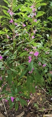 Impatiens balsamina