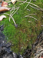 Amblystegium serpens