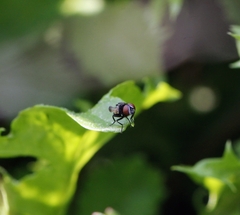 Minettia longipennis