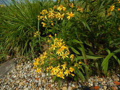 Senecio sarracenicus