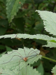 Phalangium opilio