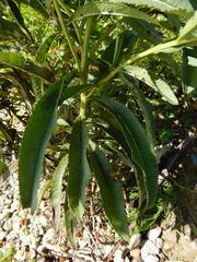 Senecio sarracenicus