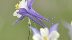 Aquilegia coerulea