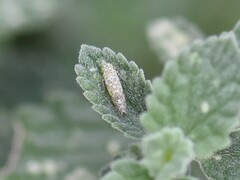 Eupteryx decemnotata