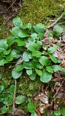 Epigaea repens