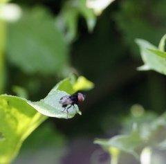 Minettia longipennis