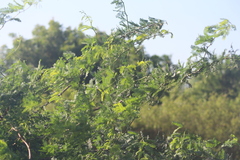 Prosopis juliflora