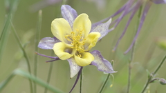 Aquilegia