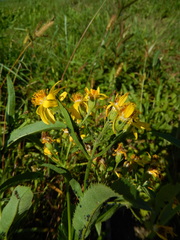 Senecio sarracenicus