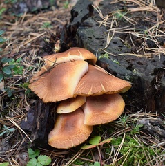 Tricholomopsis rutilans