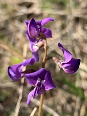 Swainsona behriana