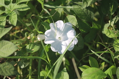 Ipomoea pes-tigridis