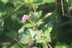 Boerhavia