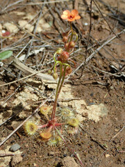 Drosera glanduligera
