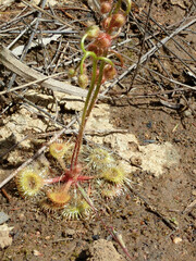Drosera glanduligera