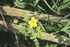 Tribulus terrestris