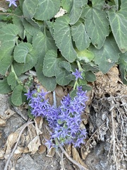Campanula elatinoides