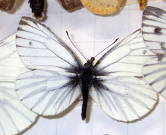 Pieris napi