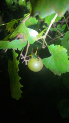 Orchelimum pulchellum