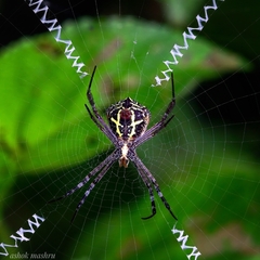 Argiope anasuja