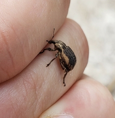 Brachypera zoilus