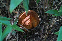 Rugiboletus extremiorientalis