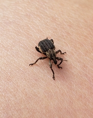 Brachypera zoilus