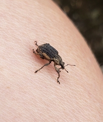 Brachypera zoilus