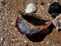 Pterioidea