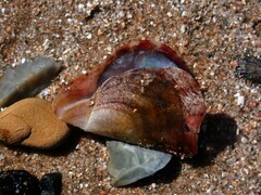 Pterioidea