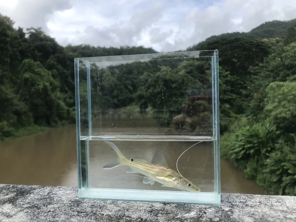 Salween Shovelnose Catfish