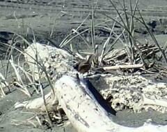 Rhipidura fuliginosa