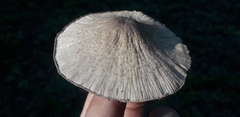 Coprinopsis melanthina