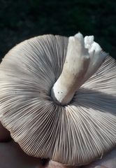 Coprinopsis melanthina