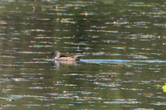 Aix galericulata