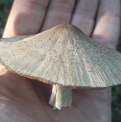 Coprinopsis melanthina