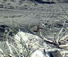 Rhipidura fuliginosa