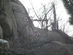 Rhododendron mucronulatum