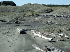 Rhipidura fuliginosa