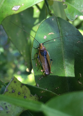 Ellipsidion