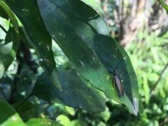 Ellipsidion