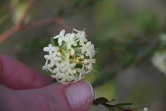 Pimelea linifolia