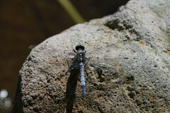 Orthetrum albistylum