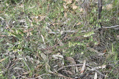 Pimelea linifolia