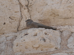 Ptyonoprogne fuligula anderssoni