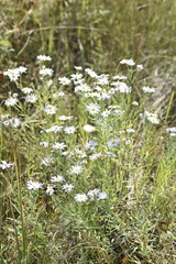 Aster altaicus