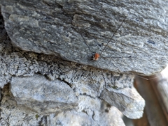 Leiobunum limbatum