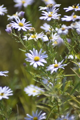 Aster altaicus