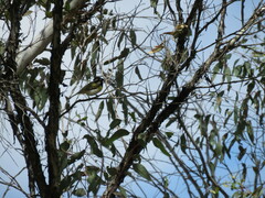 Falcunculus leucogaster